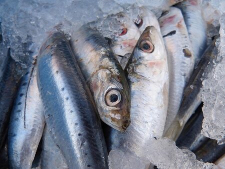 sardines-1106190_1280.jpg